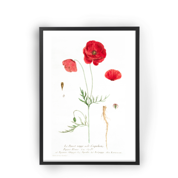 Poster flores rojas ilustración