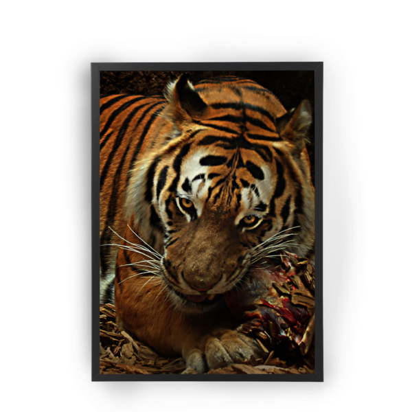 poster tigre